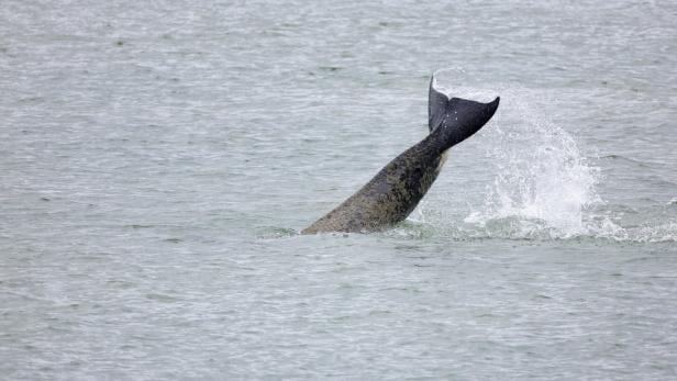 Nach versenkter Segeljacht: Orca-“Angriffe” stellen Wissenschaft vor Rätsel